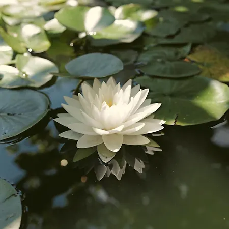 Roemerklause 아파트 Neustadt an der Weinstraße